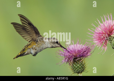 Calypte anna Anna's Hummingbird femelle dans l'alimentation de vol sur Thistle Paradise monts Chiricahua, Arizona Banque D'Images