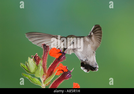 Calypte anna Anna's Hummingbird en vol femelle se nourrissant de fleur Tucson Arizona USA Septembre 2006 Banque D'Images