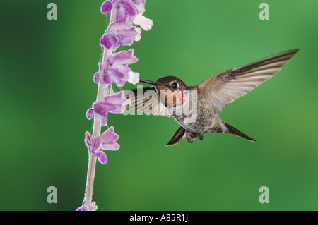 Calypte anna Anna's Hummingbird mâle en se nourrissant de vol Sage Salvia leucantha Bush mexicain Tucson Arizona Banque D'Images