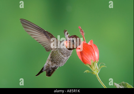 Calypte anna Anna's Hummingbird mâle en vol, se nourrissant de Turk s Malvaviscus drummondii Cap Tucson Arizona Banque D'Images