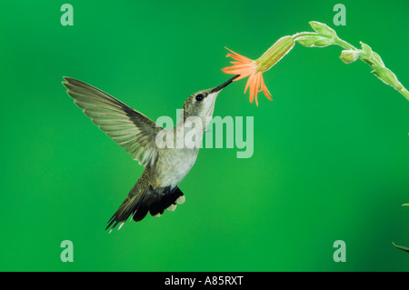Colibri à gorge noire (Archilochus alexandri femme en vol se nourrissant de Scarlet Gilia Gilia aggregata Madera Canyon Arizona Banque D'Images