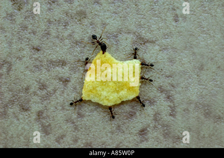 Une équipe de fourmis communes travaillent ensemble pour réaliser un morceau de nourriture retour au nid. Banque D'Images