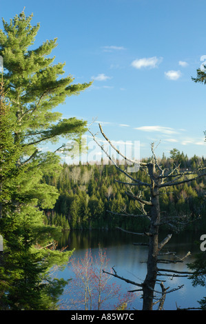 Les pins blancs sur fond de ciel bleu dans la forêt boréale de l'Est Canada New Brunswick Canada avec un pin mort à côté d'elle Banque D'Images