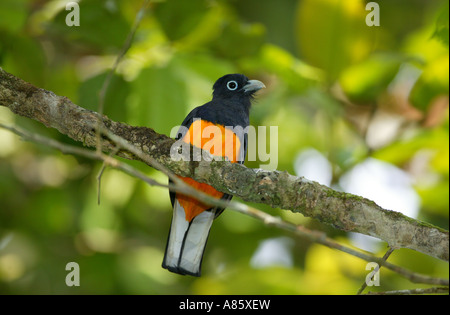 trogon à queue blanche, Trogon viridis, dans la forêt tropicale de Burbayar, province de Panama, République du Panama. Banque D'Images