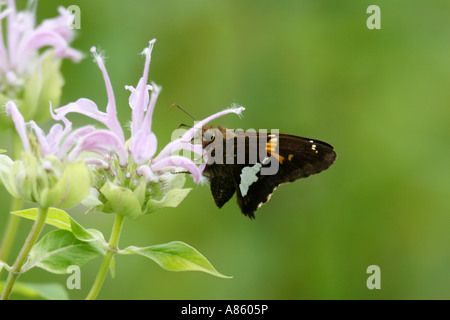 Silver spotted Skipper sur Bergemot sauvages Banque D'Images