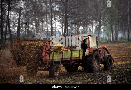 Farmer répand muck, Strohen, Basse-Saxe, Allemagne. Banque D'Images