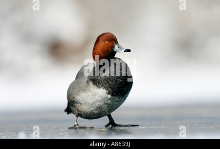 Redhead Drake sur la glace Banque D'Images