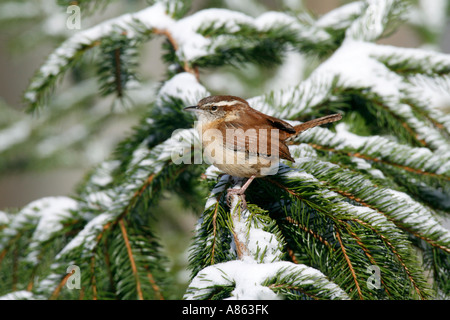Troglodyte de Caroline perché sur la neige couverts Sapin Banque D'Images
