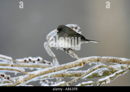 Junco ardoisé foncé sur IcyElm Tree Branch Banque D'Images