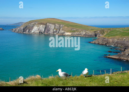 Les mouettes en face de Slea Head sur la péninsule de Dingle en Irlande Banque D'Images