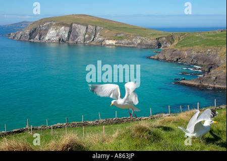 Les mouettes en face de Slea Head sur la péninsule de Dingle en Irlande Banque D'Images