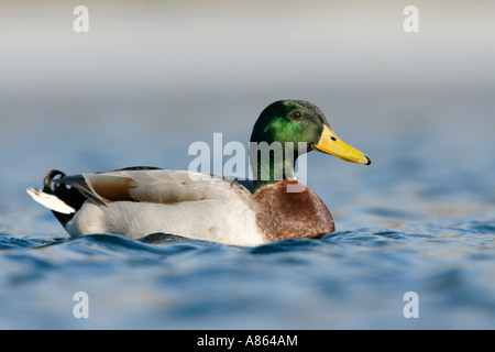 Canard colvert Banque D'Images