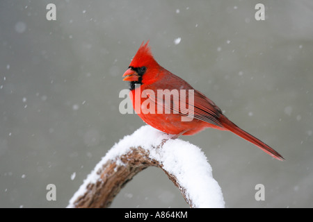 Le Cardinal rouge mâle sur vigne enneigée Banque D'Images