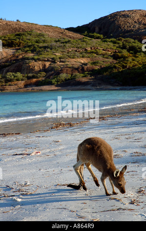 Les jeunes Western kangourou gris Macropus fuliginosus en utilisant sa queue comme un appui lors d'un passage de ses pattes de l'avant Banque D'Images