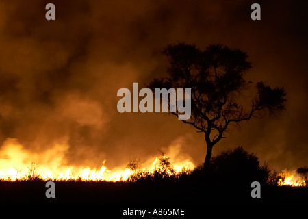 Feu de brousse dans le Delta de l'Okavango Banque D'Images