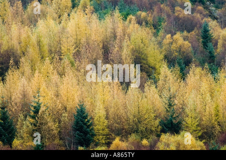 Un téléobjectif image d'une forêt de plantation sur une colline de lake district incroyable affichage couleurs d'automne Banque D'Images