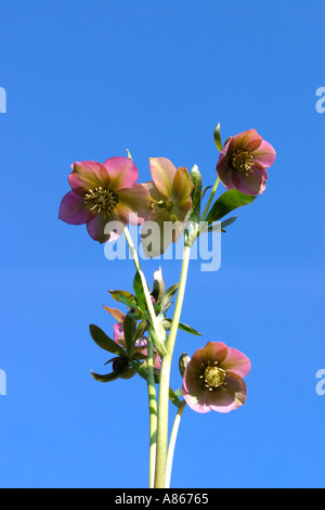 Hellebore Orientalis. Noël rose violet bleu vif contre ciel d'hiver Banque D'Images