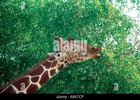 Close up of giraffe réticulée manger en arbre brosse à dents Salvadora persica Réserve nationale de Samburu, Kenya Banque D'Images