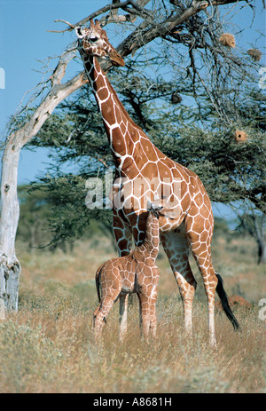 Femme giraffe réticulée avec bébé la réserve nationale de Samburu, Kenya Banque D'Images