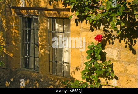 Rosier grimpant à côté d'une fenêtre à Broadway Cotswolds Banque D'Images
