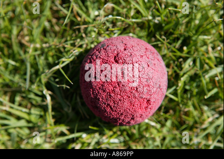 Mâché jetés chiens rouges toy ball allongé sur l'herbe verte en été Banque D'Images