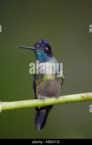 Colibri magnifique mâle fulgens Eugene perché Vallée Centrale Costa Rica Amérique centrale Décembre 2006 Banque D'Images