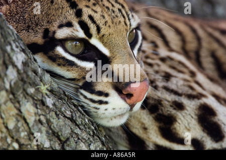 L'ocelot Felis pardalis femelle en captivité reposant sur mesquite tree Wildlife Refuge Soudeur Sinton Texas USA Octobre 2006 Banque D'Images