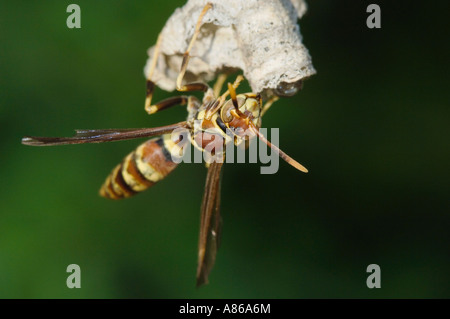 Paper Wasp Polistes sp adulte sur nid Willacy County Rio Grande Valley Texas USA Juin 2006 Banque D'Images