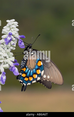 Battus philenor Pipevine Swallowtail en sirotant adultes nectar de sauge farineuse Salvia farinacea Uvalde County Texas Hill Country Banque D'Images