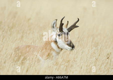 L'antilocapre Antilocapra americana homme laying in grass Yellowstone NP Wyoming Septembre 2005 Banque D'Images