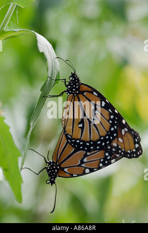 Reine Danaus gilippus accouplement paire Willacy County Rio Grande Valley Texas USA Juin 2006 Banque D'Images