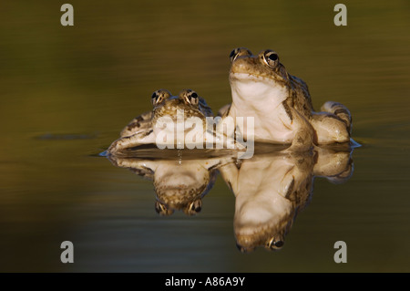 Rio Grande Grenouille léopard Rana berlandieri deux adultes dans l'eau avec réflexion Uvalde County Texas Hill Country Banque D'Images