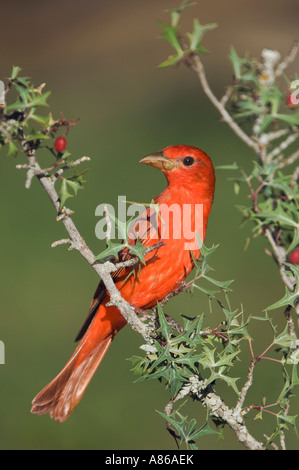 Tangara vermillon Piranga rubra homme mangeant Agarita Berberis trifoliolata berries Uvalde County Texas Hill Country Banque D'Images