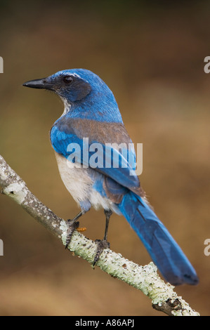 Western Scrub-Jay Aphelocoma californica hot Uvalde County Texas Hill Country USA Avril 2006 Banque D'Images