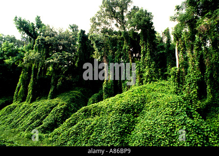 United States USA Louisiane Bayous River arbre arbres vert Banque D'Images