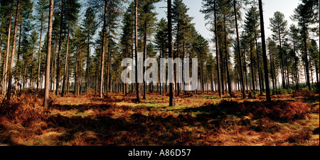 La forêt de Thetford Est Anglia UK Banque D'Images