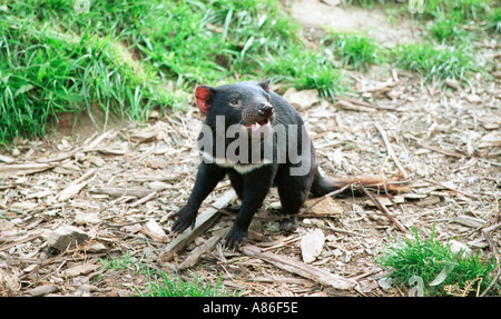 Diable de Tasmanie fierecely défier l'Australie Tasmanie caméra Banque D'Images