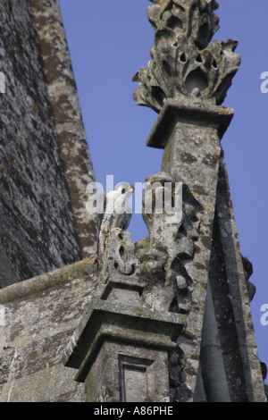 Faucon pèlerin de la cathédrale de Spire SUSSEX HAWK Banque D'Images