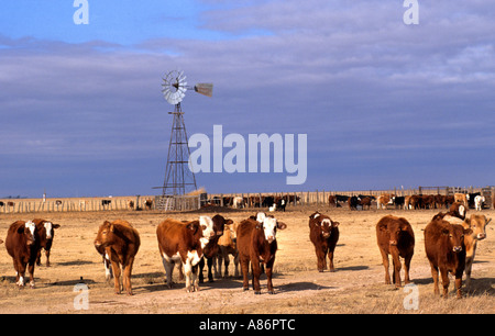 United States USA Routte Route Nationale 66 camions Voitures Texas Bovins Vaches Moulin Banque D'Images