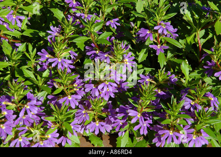 Scaevola aemula 3063 fleurs violet Banque D'Images