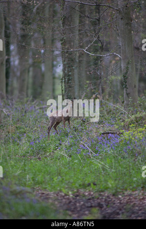 Chevreuil BICHE DANS L'ALIMENTATION EN BOIS BLUE BELL Banque D'Images