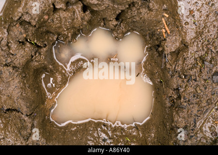 La piste de l'ours noir dans la boue Siskiyou Cascade National Monument Le sud de l'Oregon peut Banque D'Images