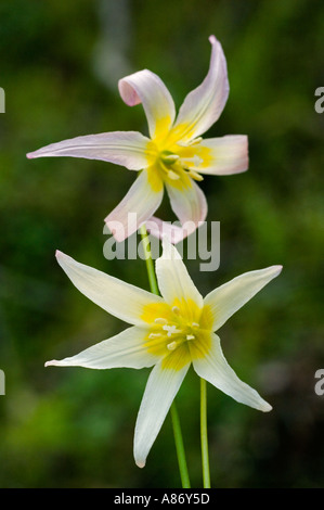 Lily Fawn Klamath (Erythronium klamathense) Illinois Valley montagnes Siskiyou le Sud de l'Oregon Banque D'Images