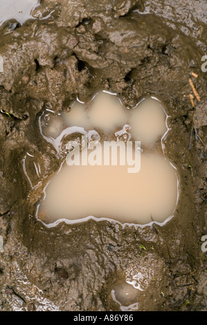La piste de l'ours noir dans la boue après la pluie Cascade montagnes Siskiyou Siskiyou National Monument Le sud de l'Oregon peut Banque D'Images