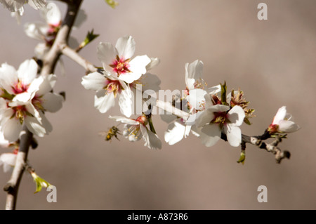 Printemps en fleurs de l'Amandier Banque D'Images