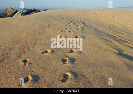 Empreintes de pieds dans le sable pris en Basse Californie au Mexique Banque D'Images