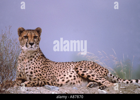 Un guépard couché avec sa tête se redressa Banque D'Images