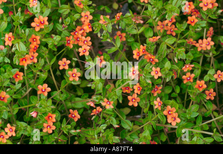 Mouron rouge (Anagallis arvensis), également connu sous le nom de verre météo du pauvre. Banque D'Images