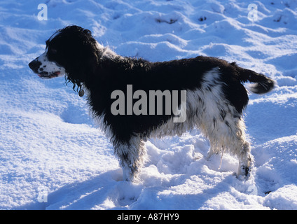 Épagneul Springer Anglais dans la neige au Royaume-Uni Banque D'Images