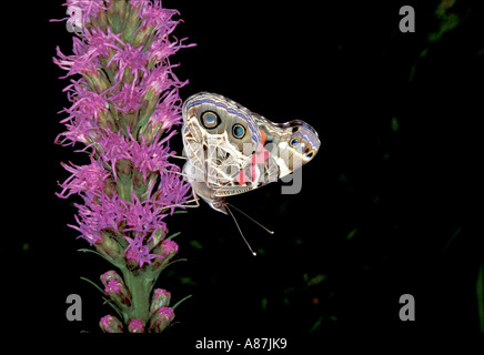 American Lady Banque D'Images